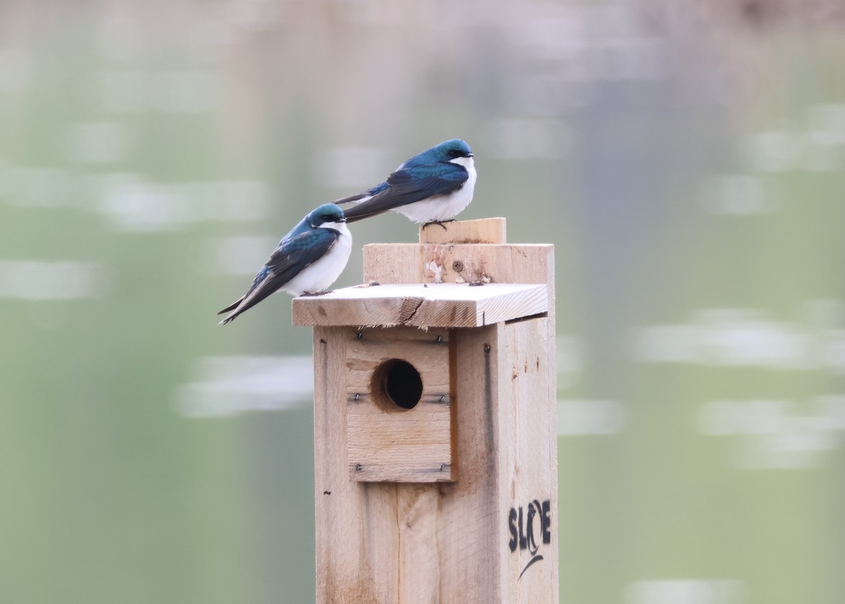Tree Swallow - Lucie Laflamme