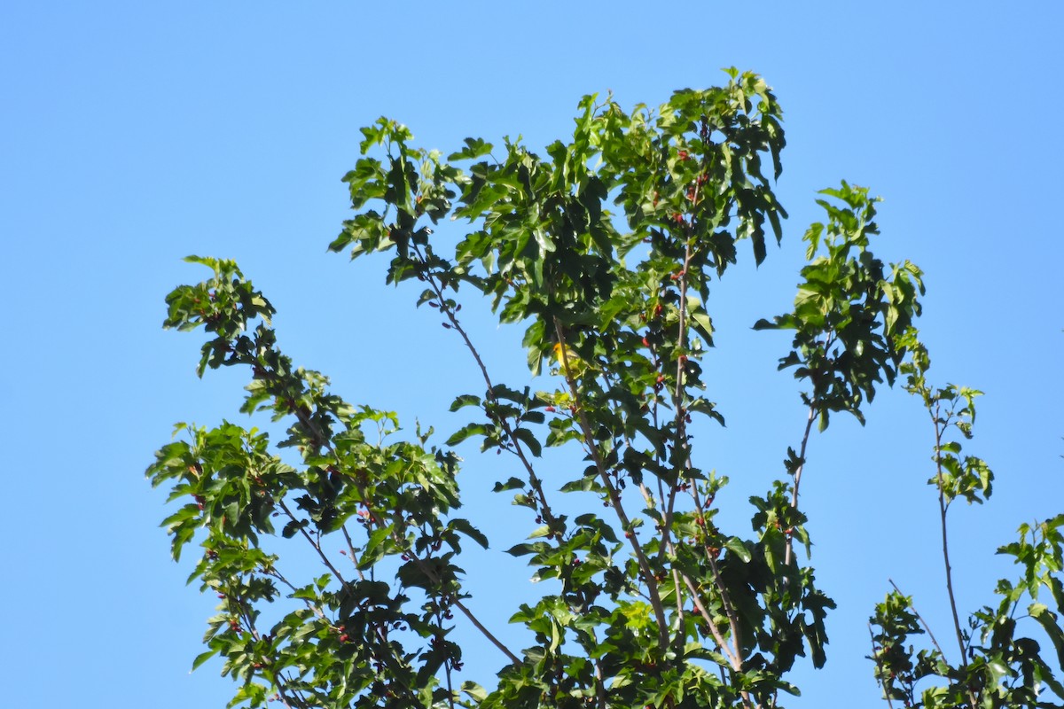 Western Tanager - John Groves