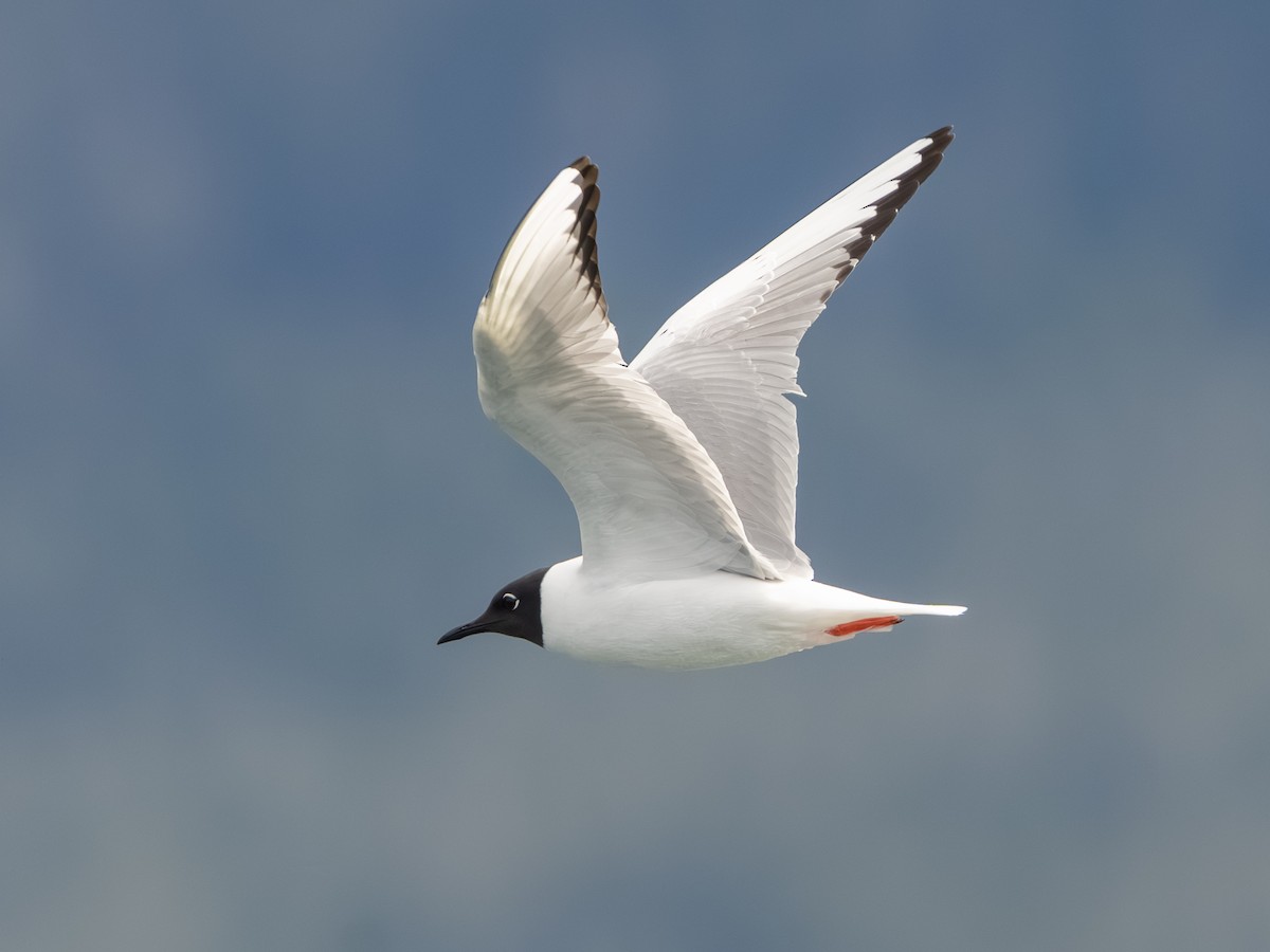 Bonaparte's Gull - Lisa Hansen