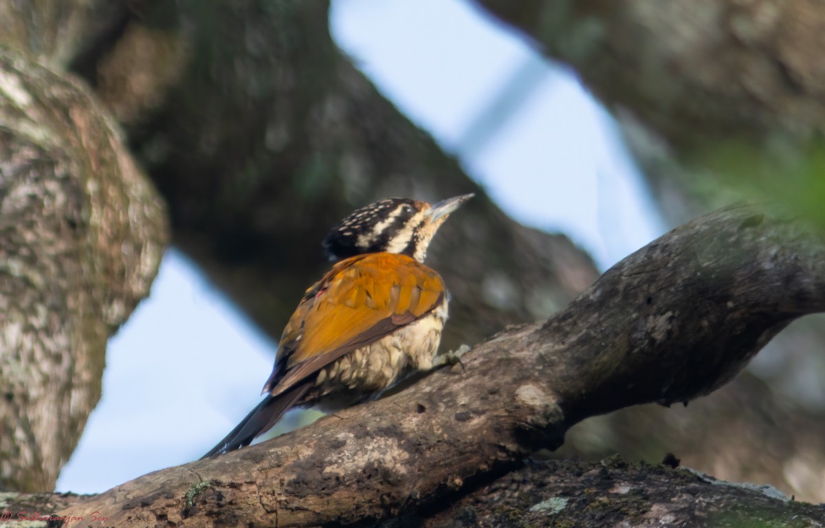 Common Flameback - ML619181115