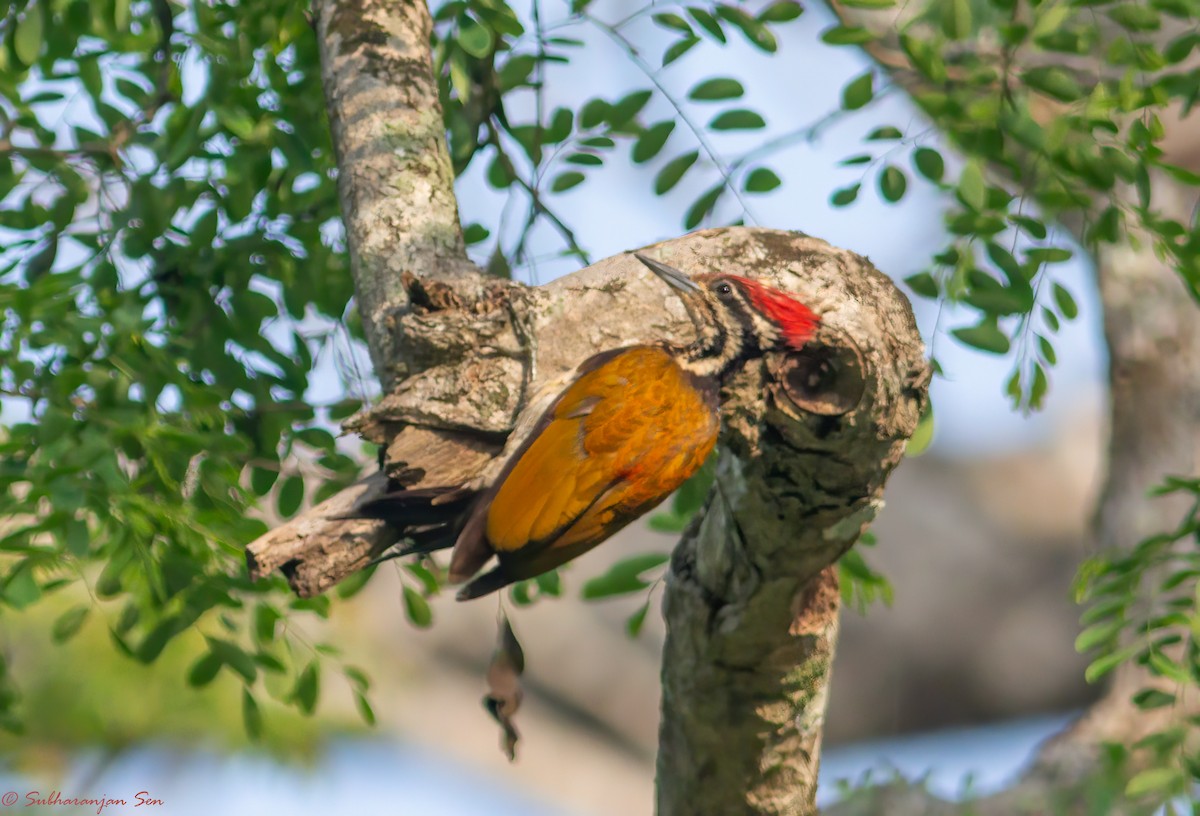 Common Flameback - ML619181116