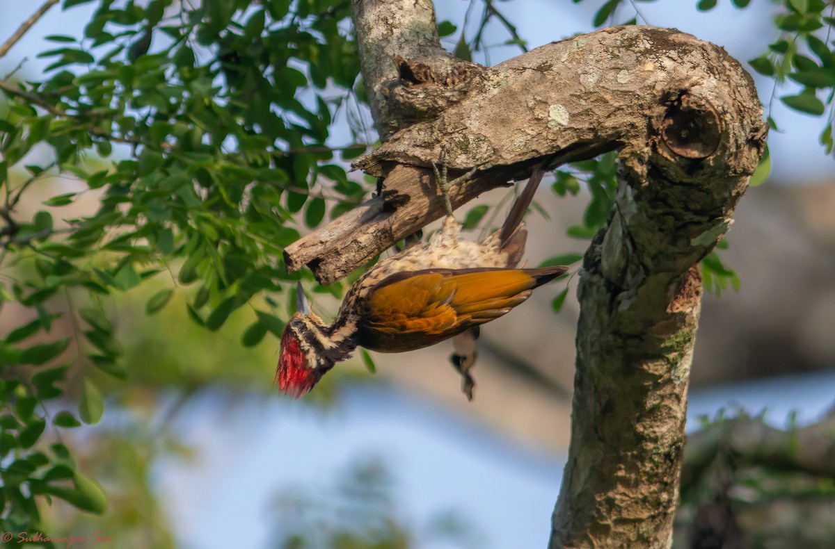 Common Flameback - ML619181117