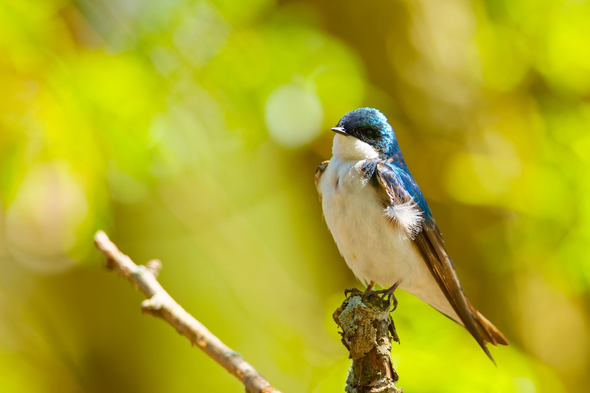 Tree Swallow - Darry W.