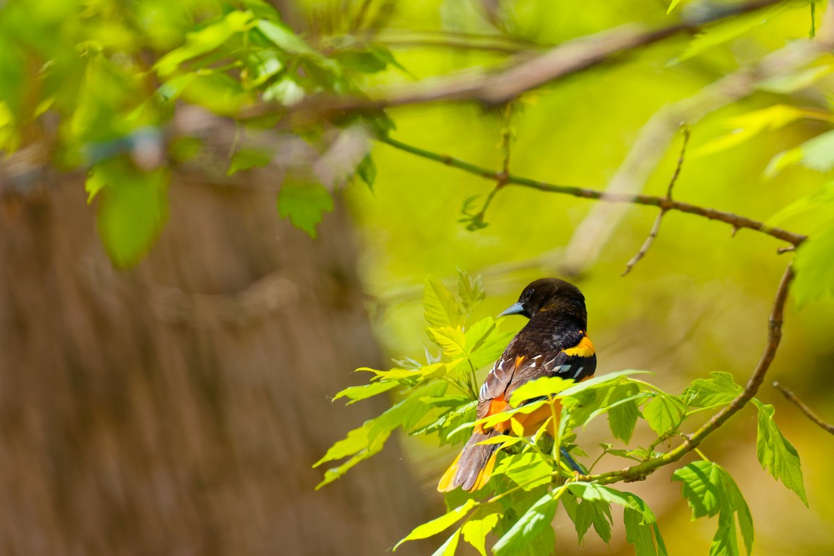 Baltimore Oriole - Darry W.