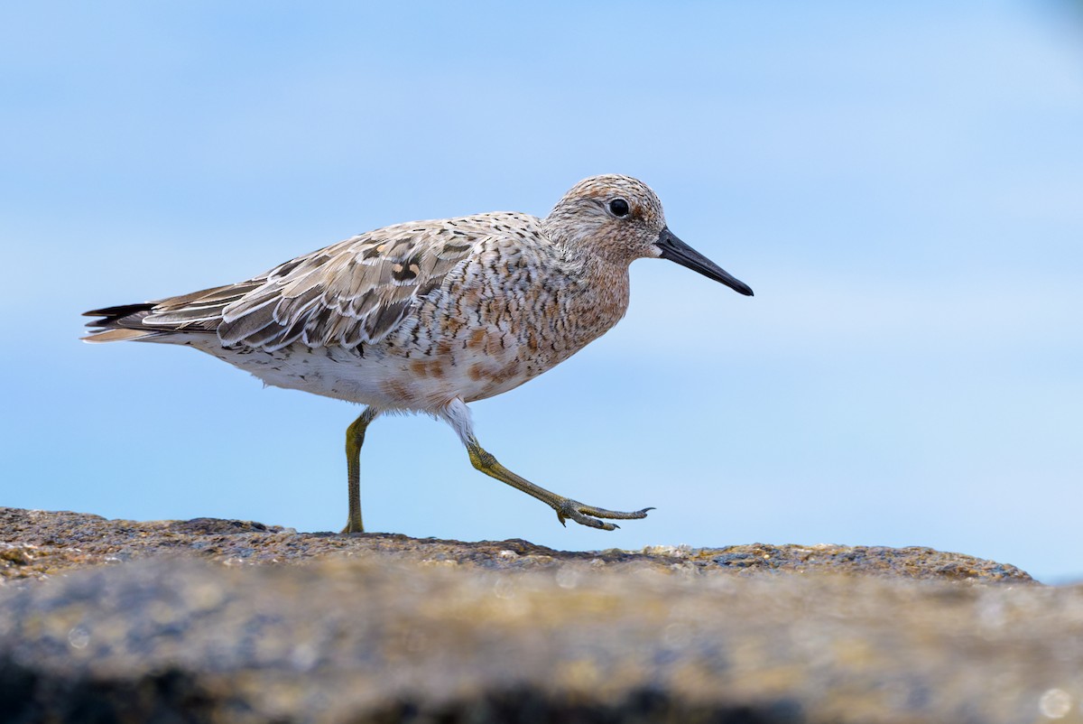 Red Knot - ML619181161