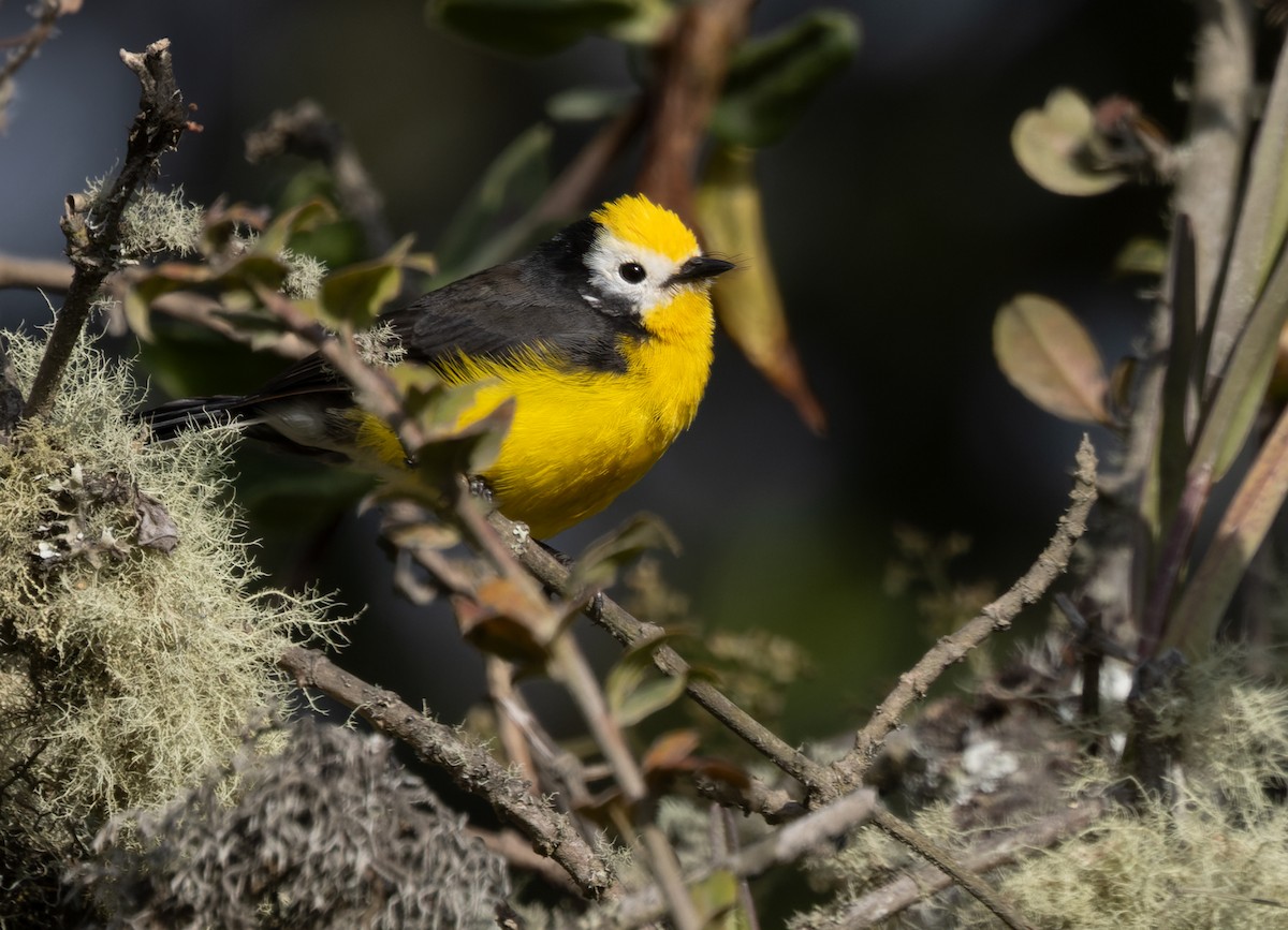 Golden-fronted Redstart (Yellow-fronted) - Lars Petersson | My World of Bird Photography