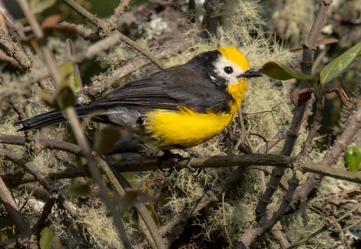 Golden-fronted Redstart (Yellow-fronted) - Lars Petersson | My World of Bird Photography