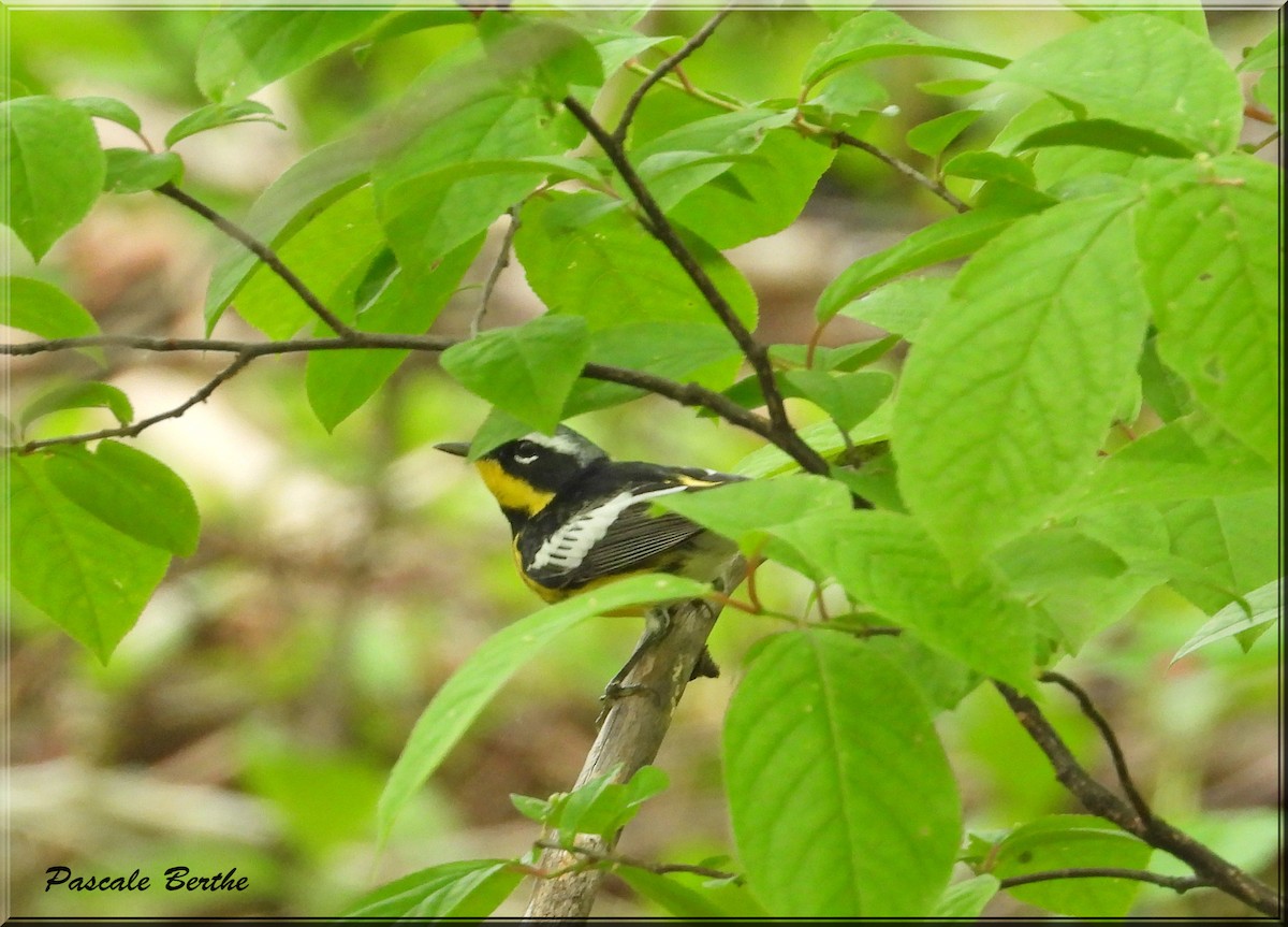 Magnolia Warbler - Pascale Berthe