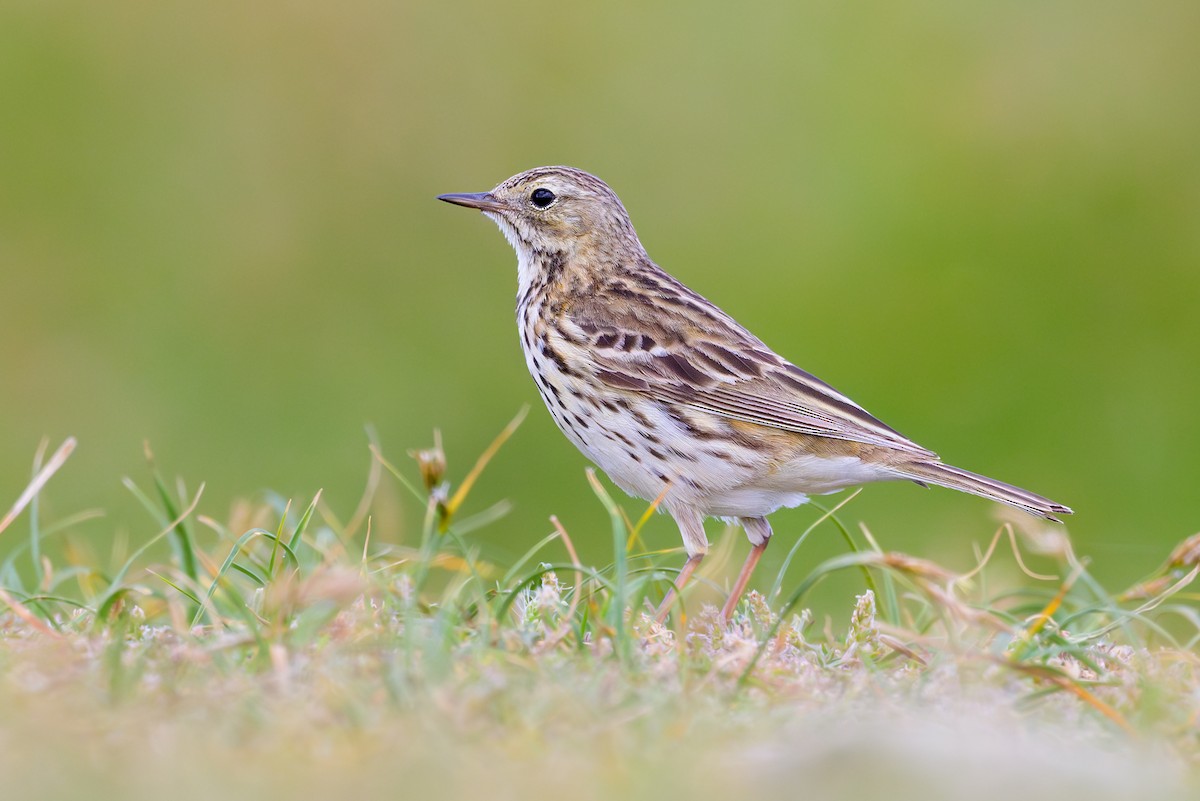 Meadow Pipit - ML619181209