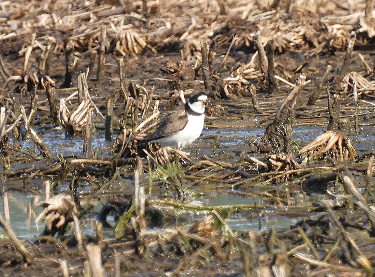 Semipalmated Plover - Jan Johnson