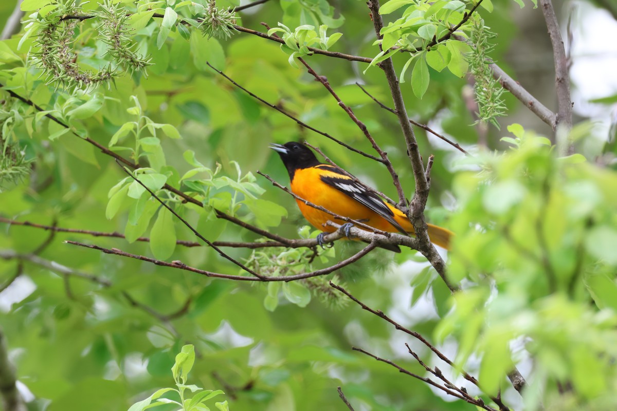 Baltimore Oriole - Lucie Laflamme