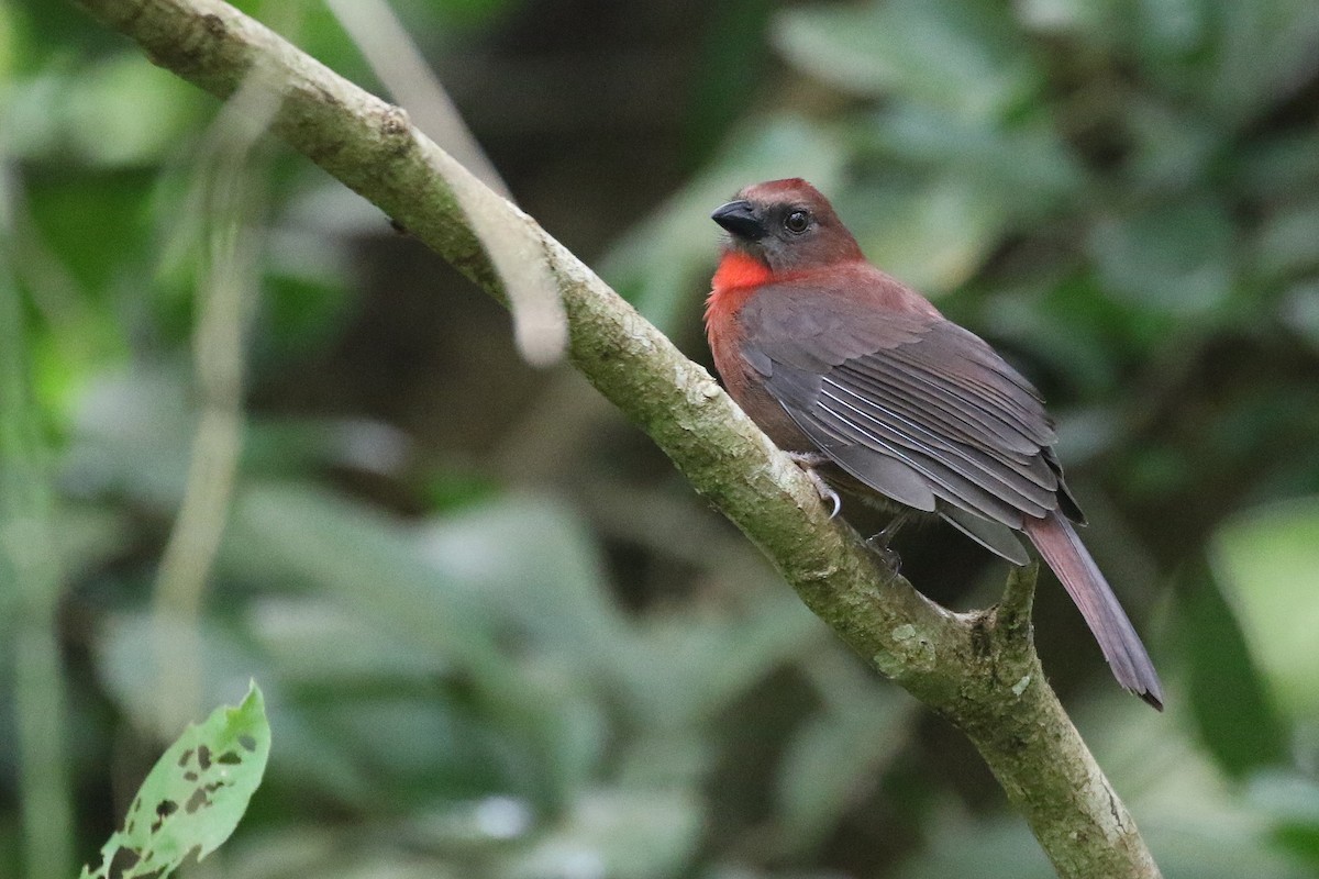 Red-throated Ant-Tanager (Red-throated) - Stu Elsom