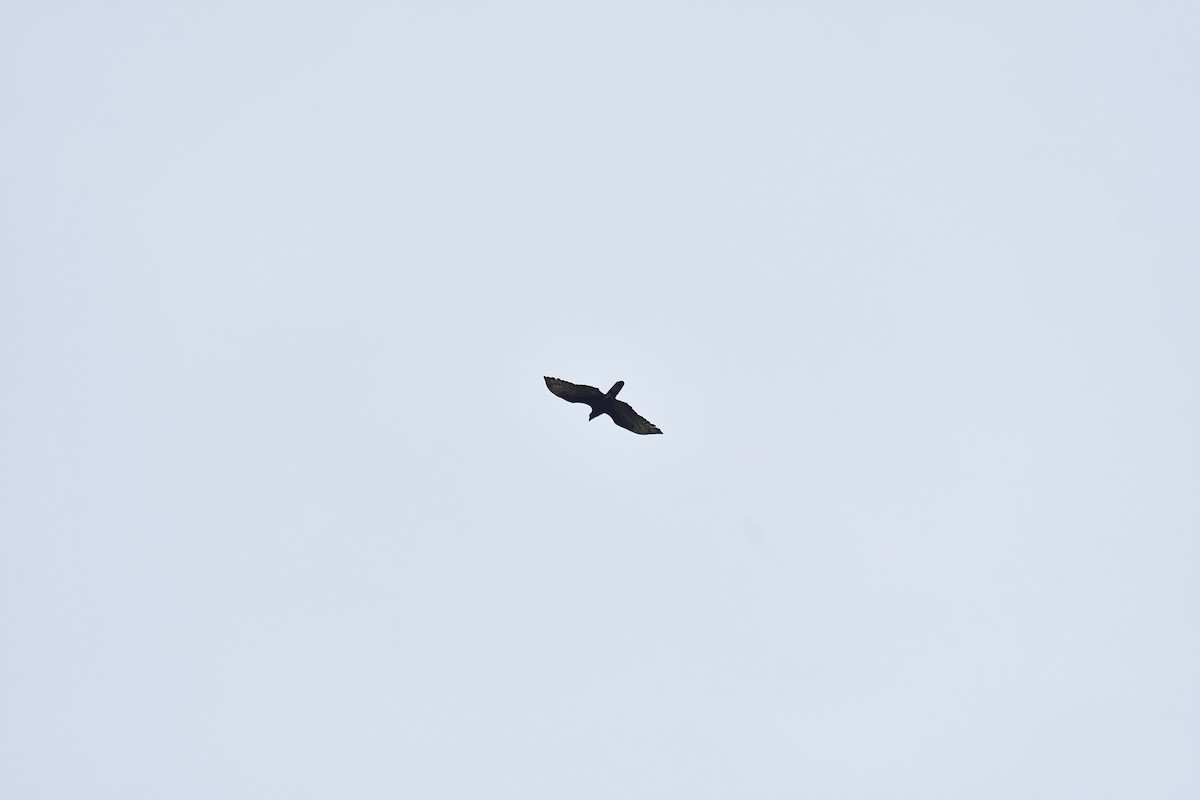 Oriental Honey-buzzard - Sathish Ramamoorthy