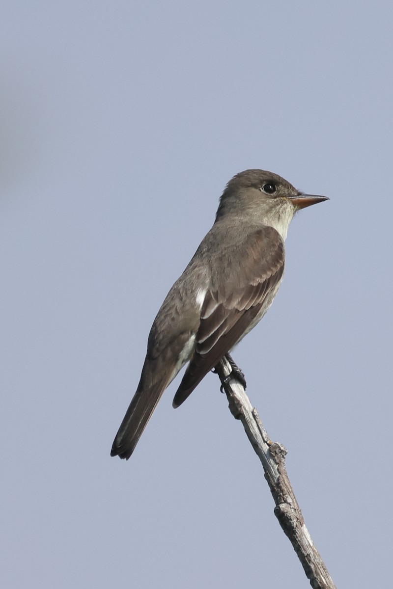 Olive-sided Flycatcher - Gregory Luckert