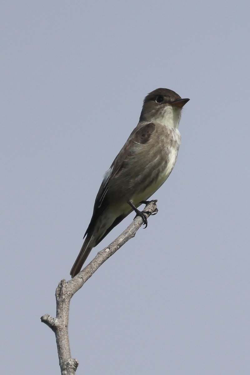 Olive-sided Flycatcher - Gregory Luckert