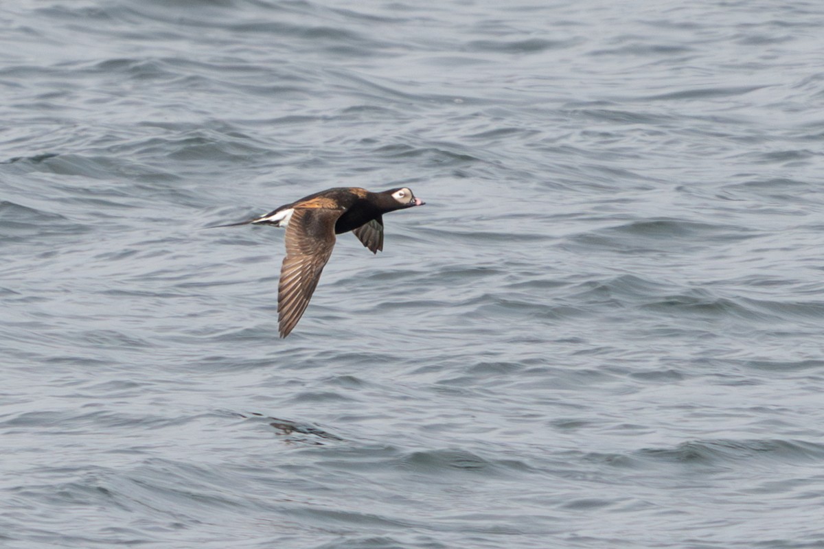 Long-tailed Duck - Lisa Hansen