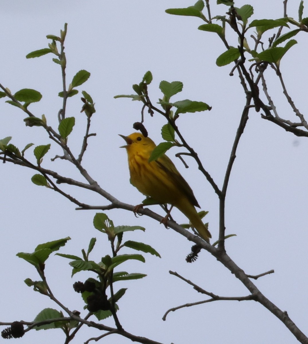 Paruline jaune - ML619181307