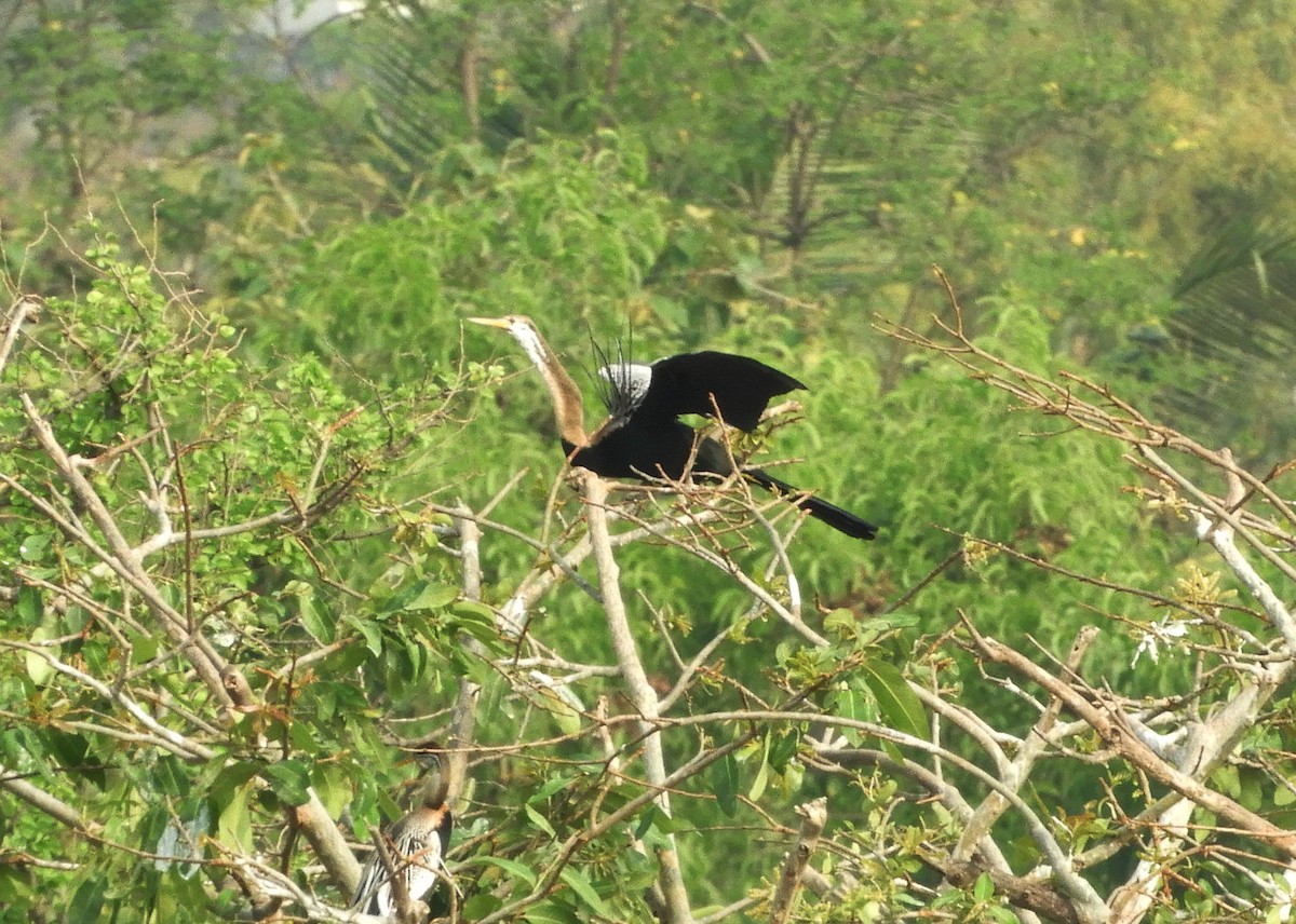 Oriental Darter - Manju Sinha