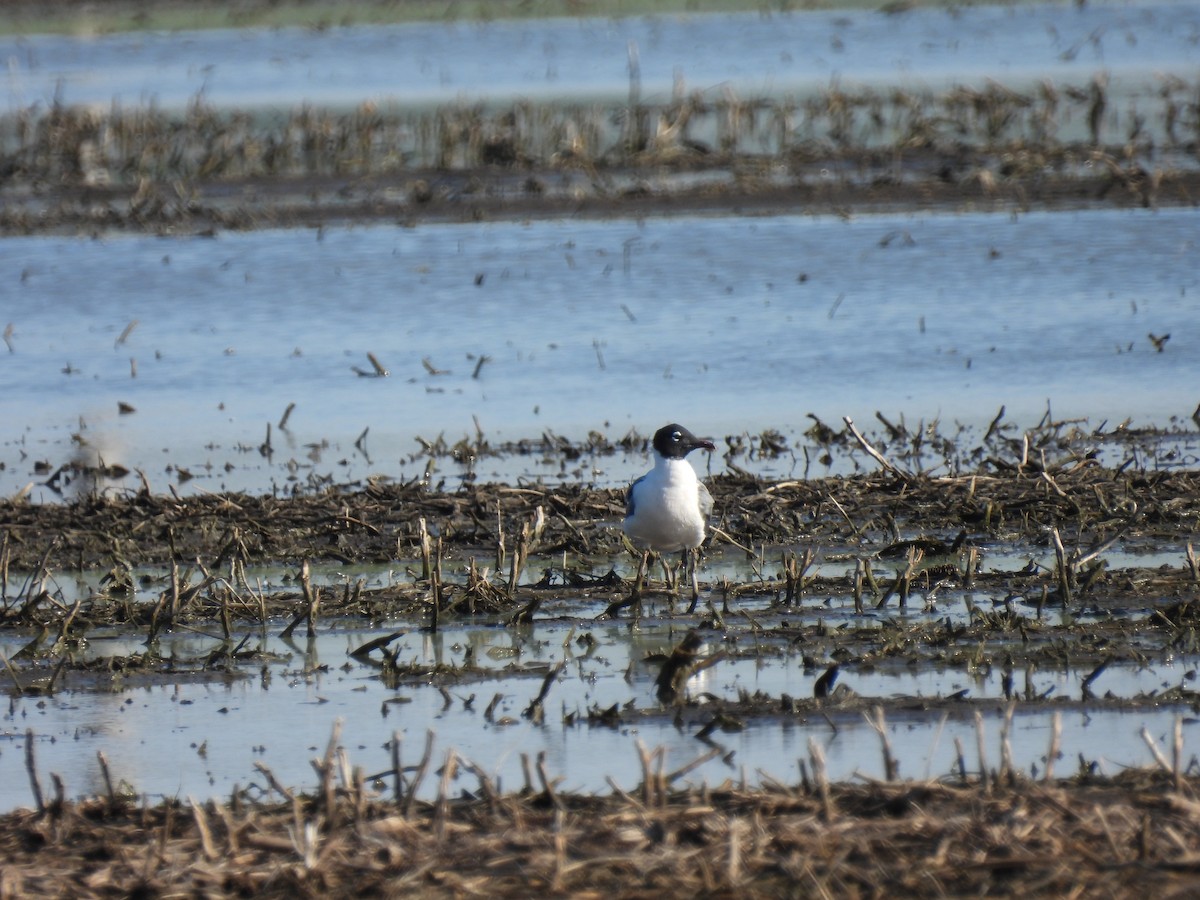 Franklin's Gull - ML619181329