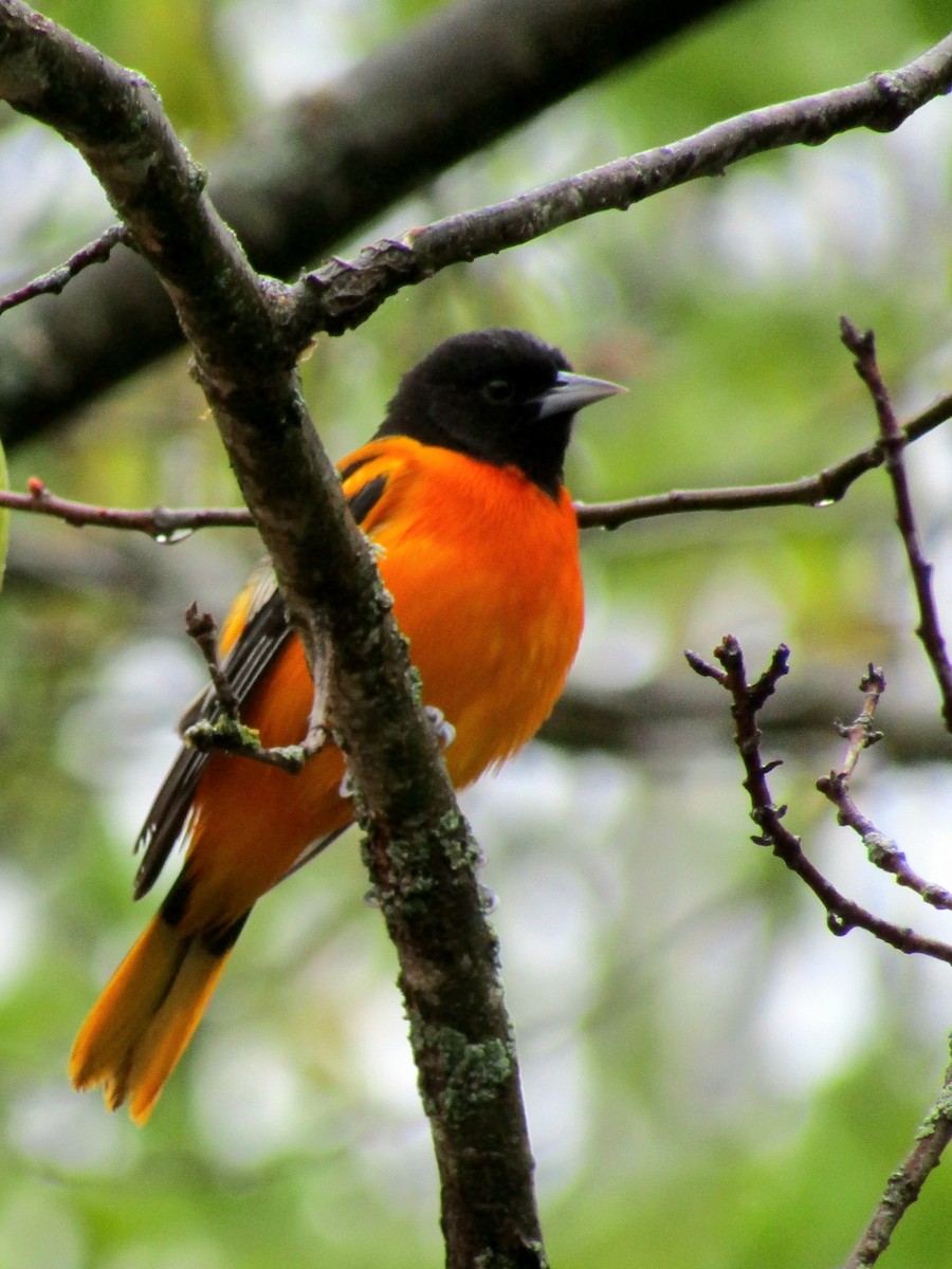 Baltimore Oriole - Adrienne Burn