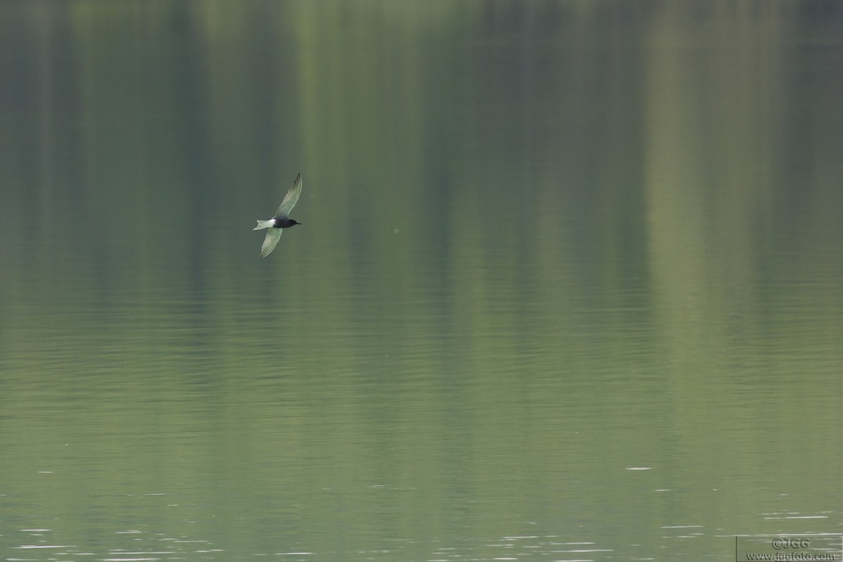 Black Tern - ML619181353