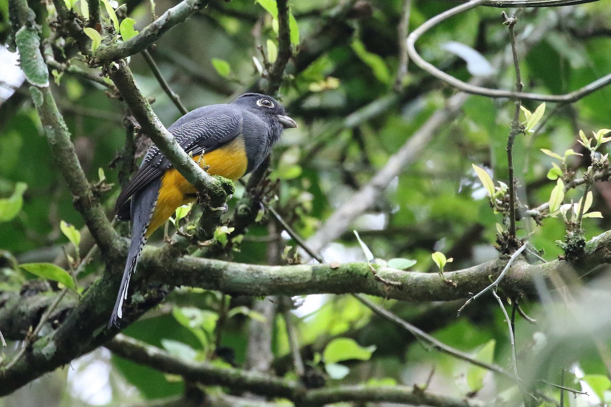 Gartered Trogon - Stu Elsom