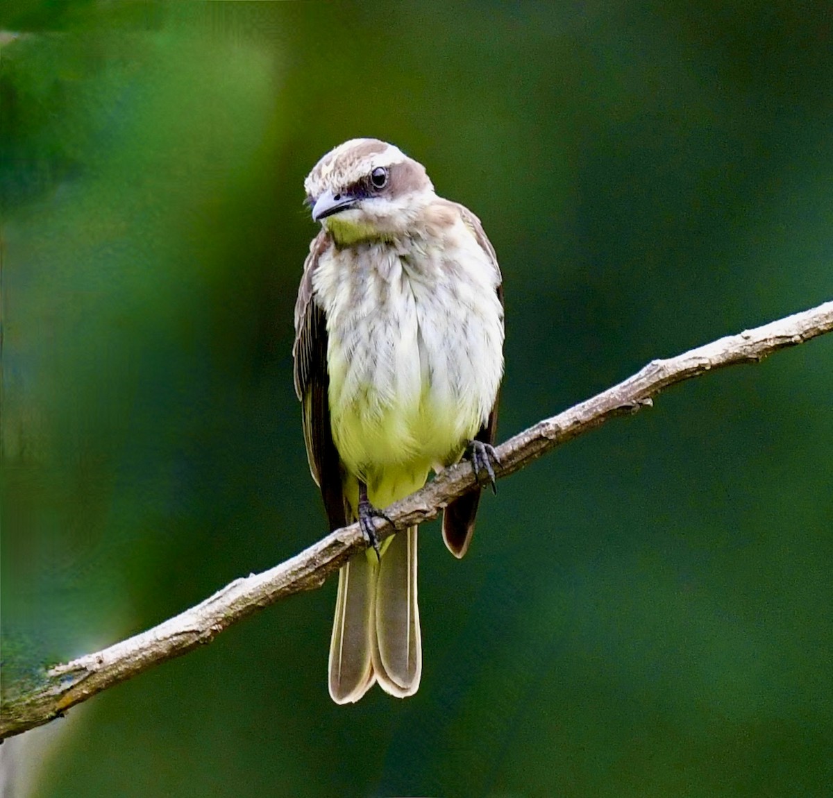 Piratic Flycatcher - Ana Arauz