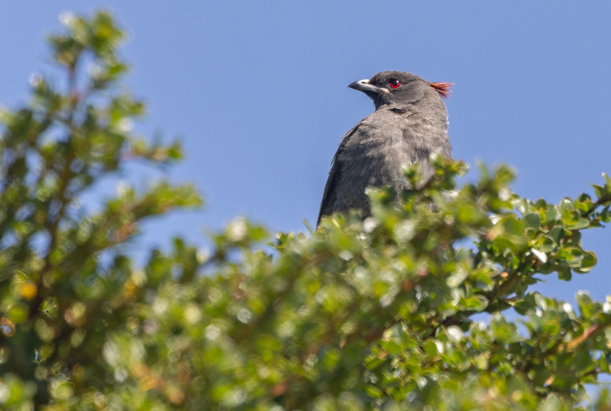 Red-crested Cotinga - Lars Petersson | My World of Bird Photography