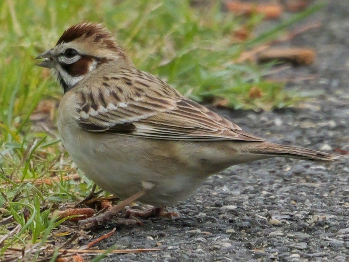 Lark Sparrow - Roger Horn