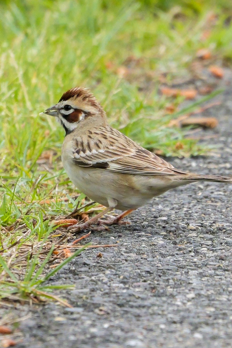 Lark Sparrow - Roger Horn