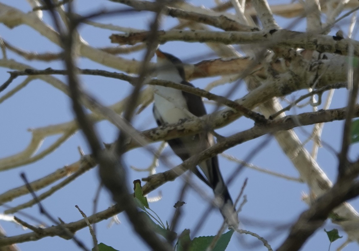 Yellow-billed Cuckoo - Mary Kimberly