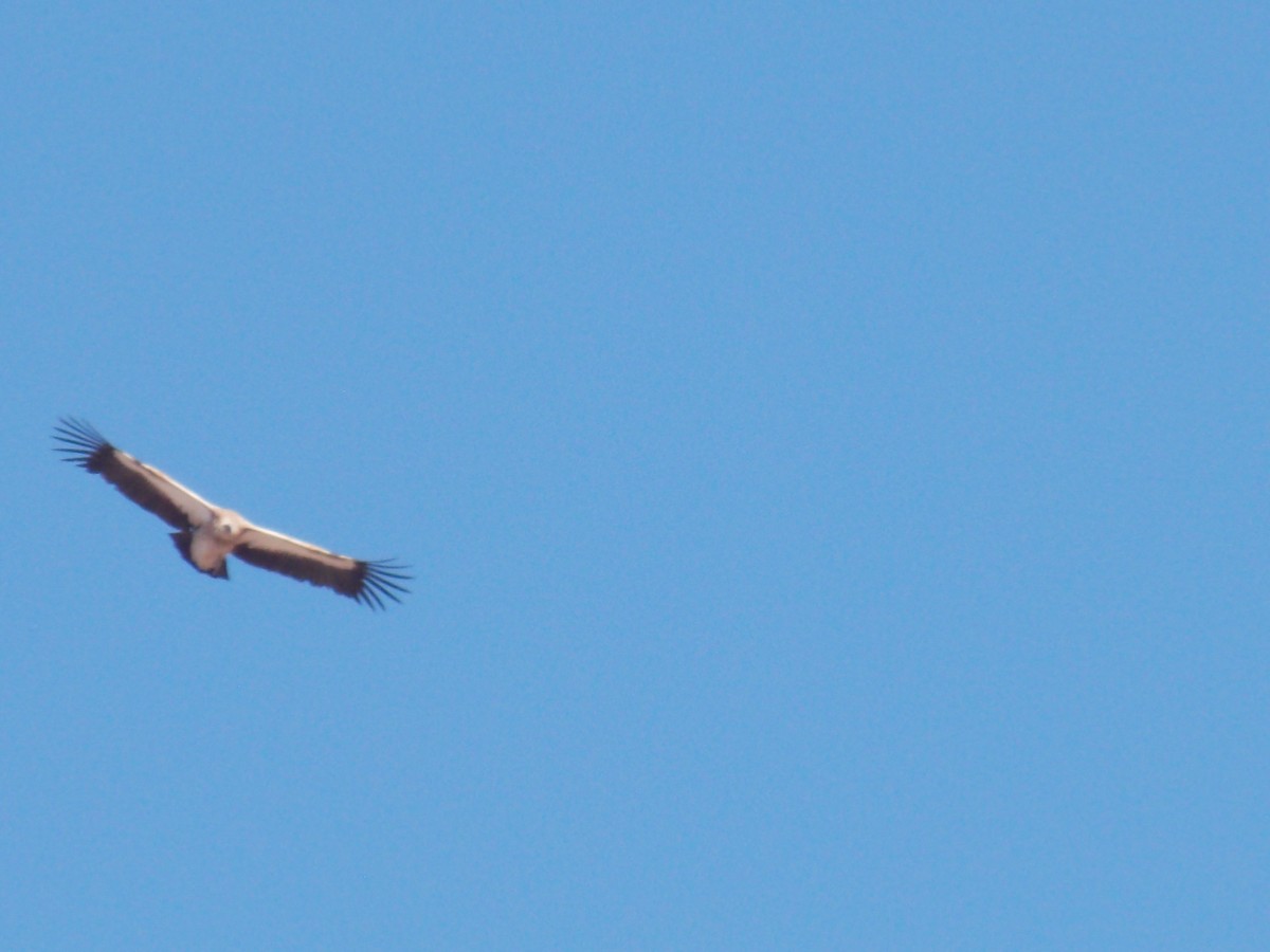 Himalayan Griffon - Daler Kaziev