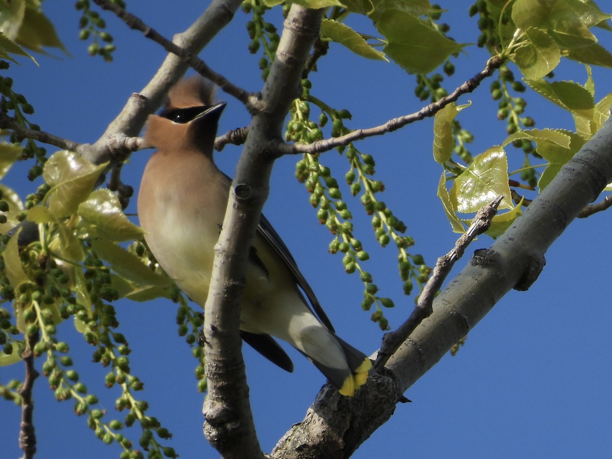 Cedar Waxwing - KL Garlock