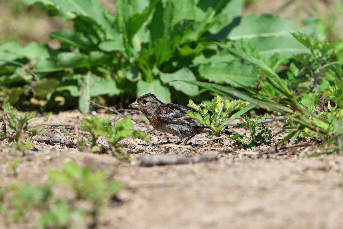 Brambling - Shin Mun Cheol