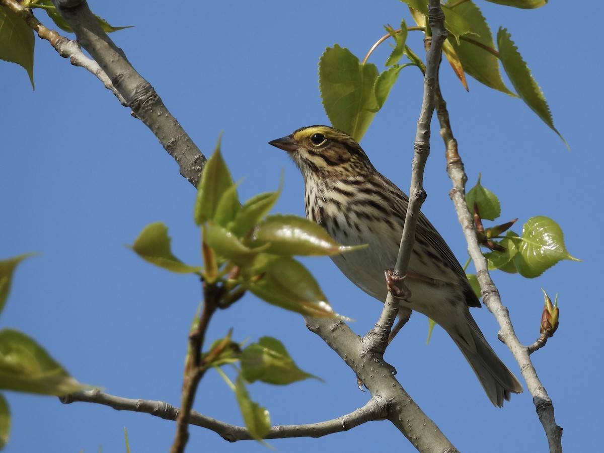 Savannah Sparrow - ML619181409