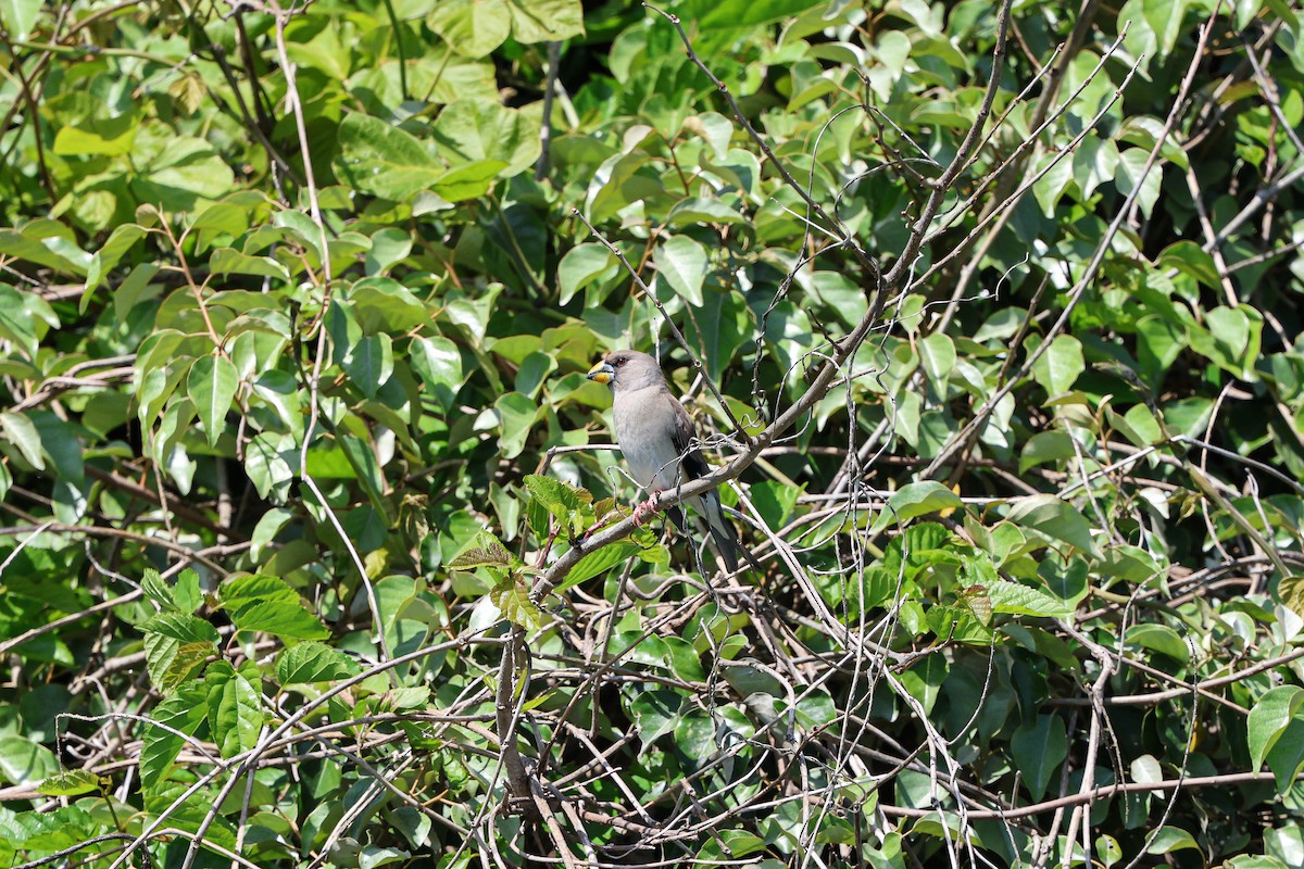 Yellow-billed Grosbeak - Shin Mun Cheol