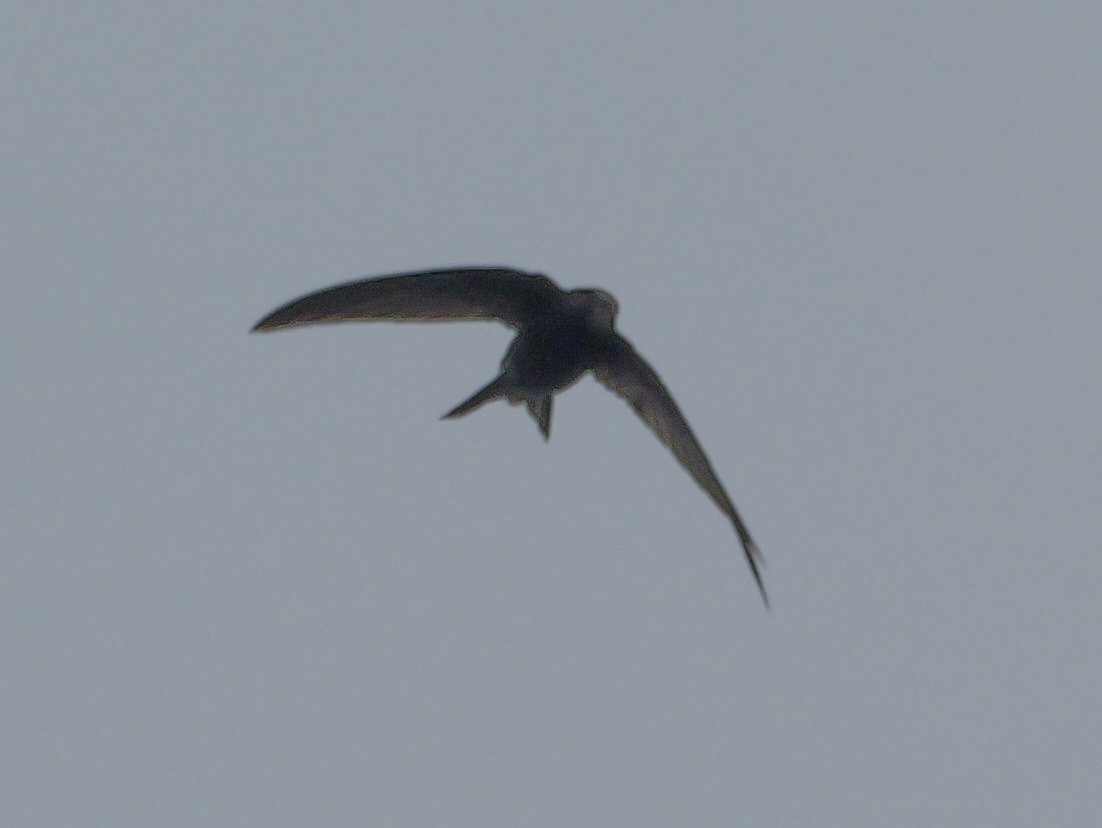 Common Swift - Roger Horn