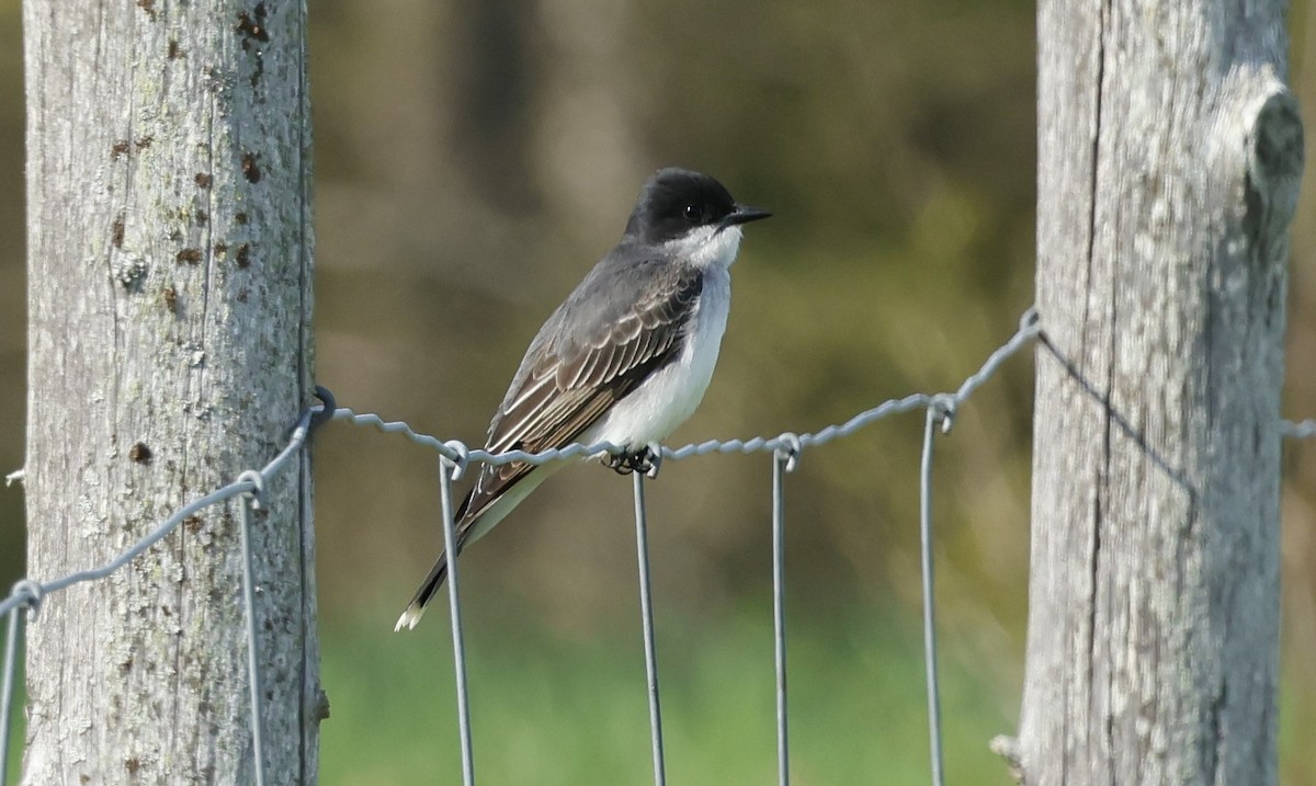 Eastern Kingbird - Jean-Pierre Gagné