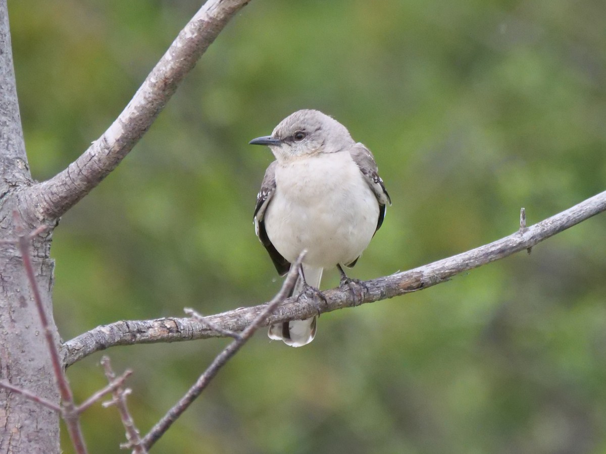 Northern Mockingbird - william gray