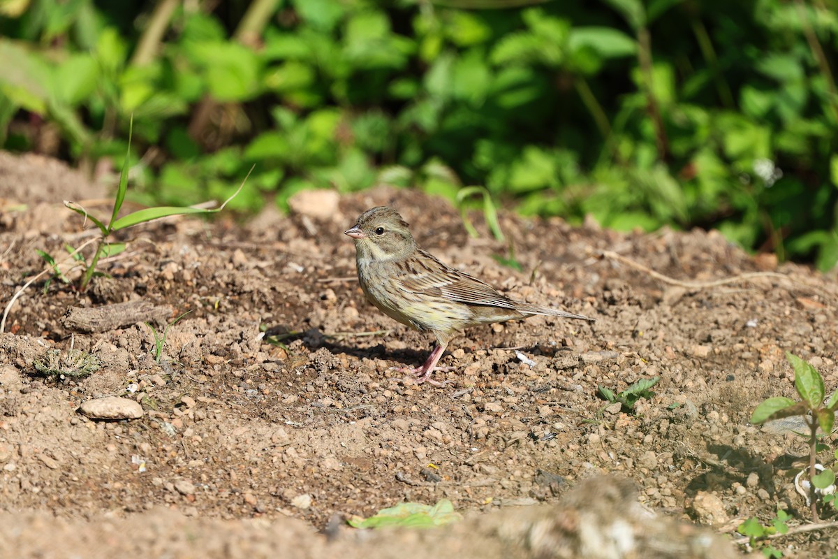 Black-faced Bunting - Shin Mun Cheol