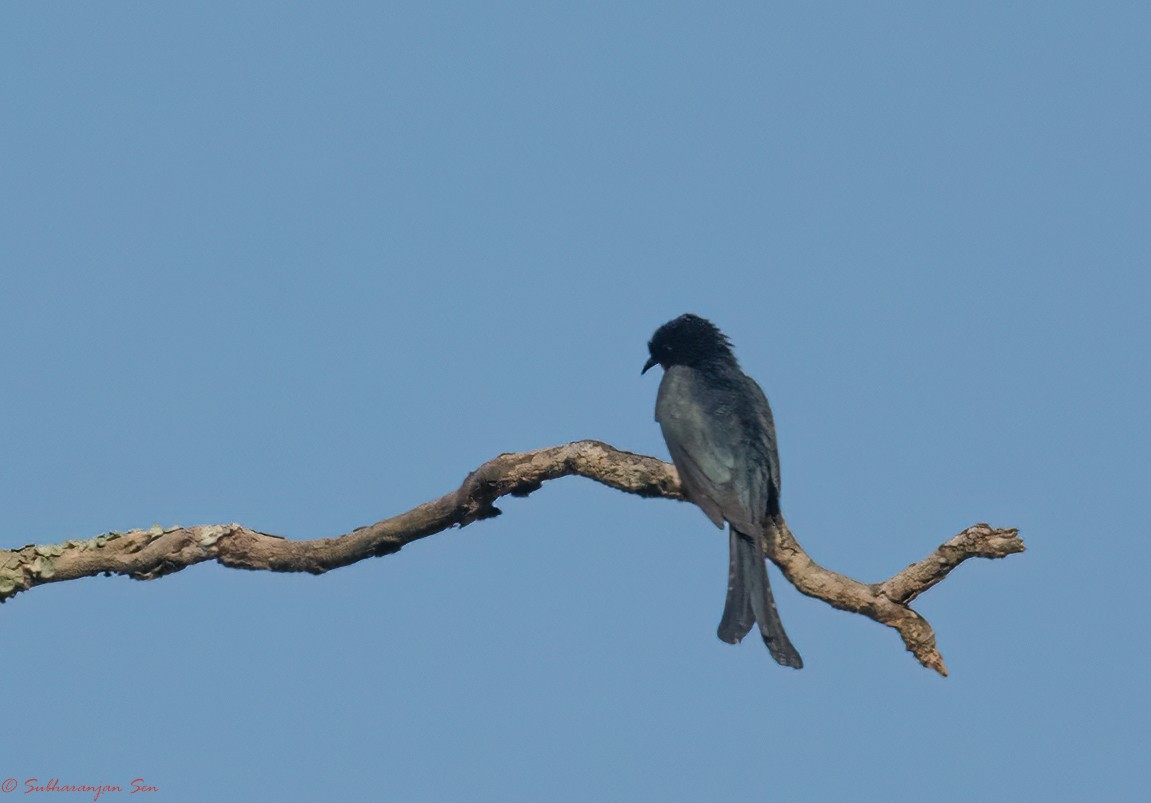 Fork-tailed Drongo-Cuckoo - Subharanjan Sen