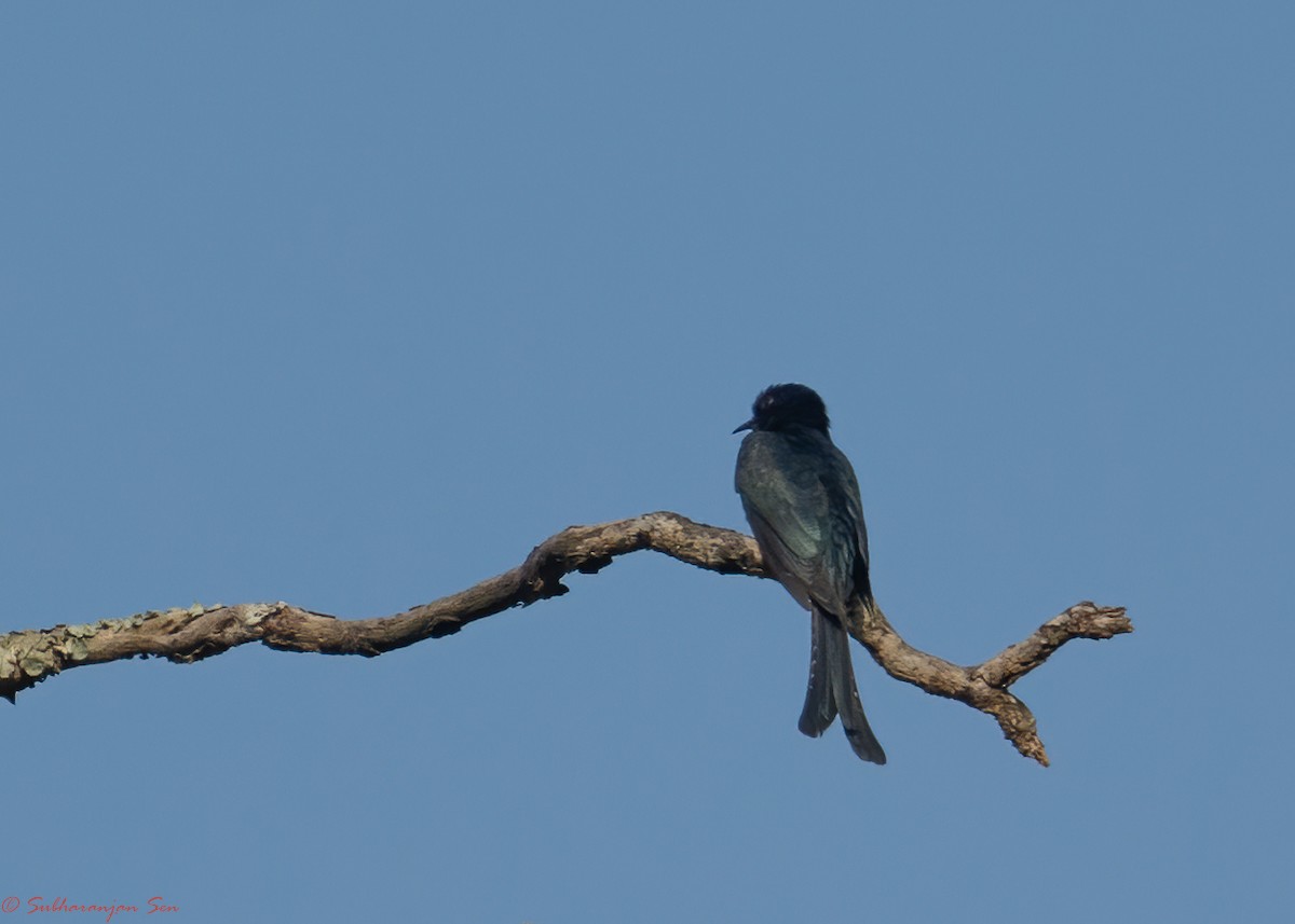 Fork-tailed Drongo-Cuckoo - Subharanjan Sen