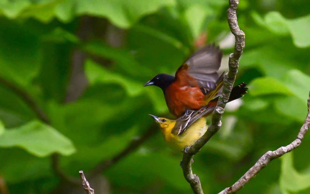 Orchard Oriole - Bob Reiter