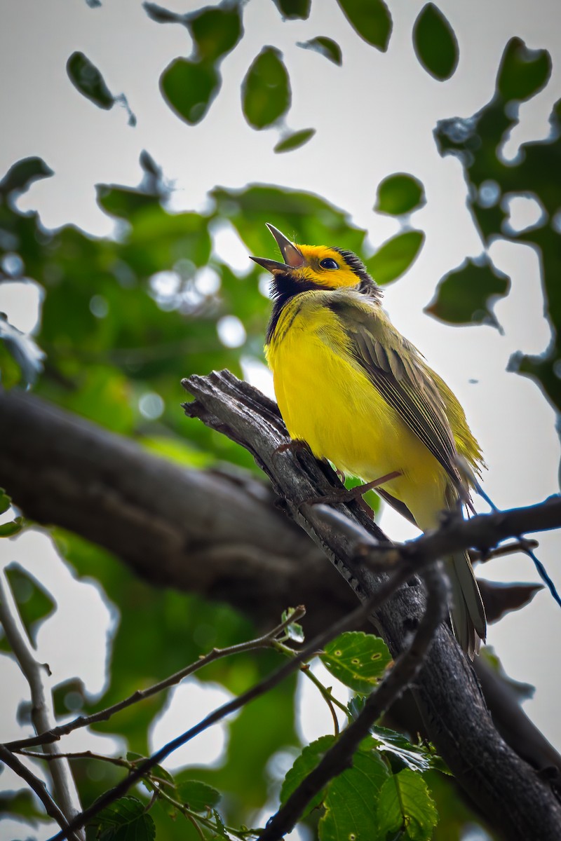 Hooded Warbler - Gary Witt