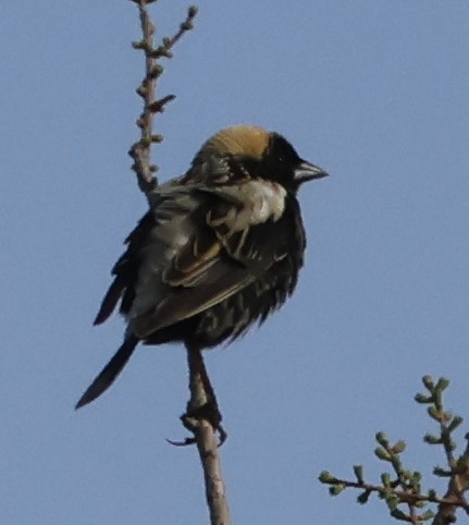 Bobolink - Jean-Pierre Gagné