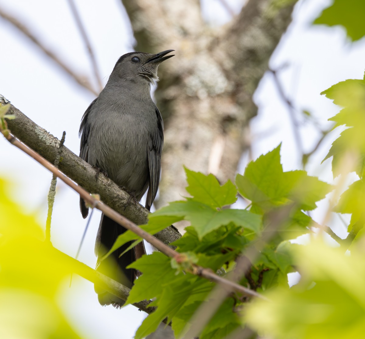 Gray Catbird - ML619181456