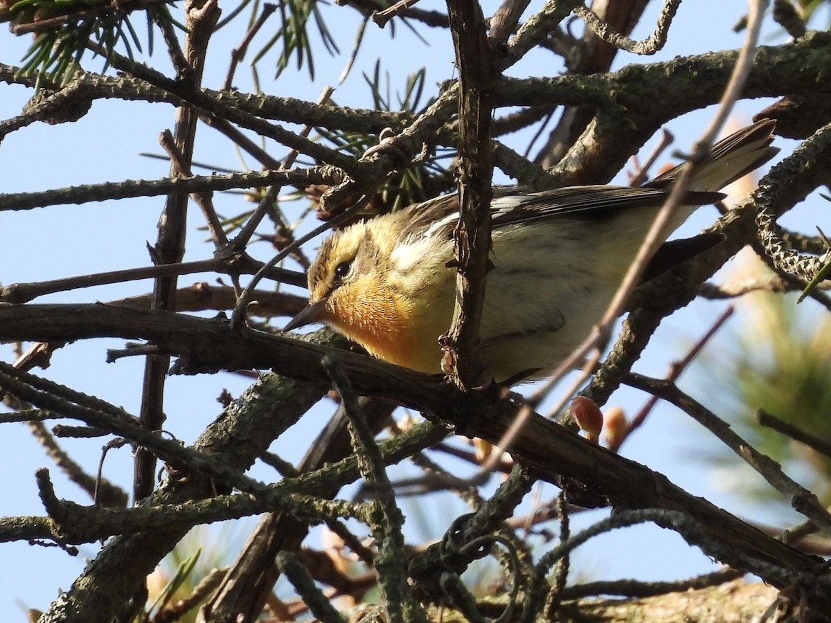 Blackburnian Warbler - KL Garlock