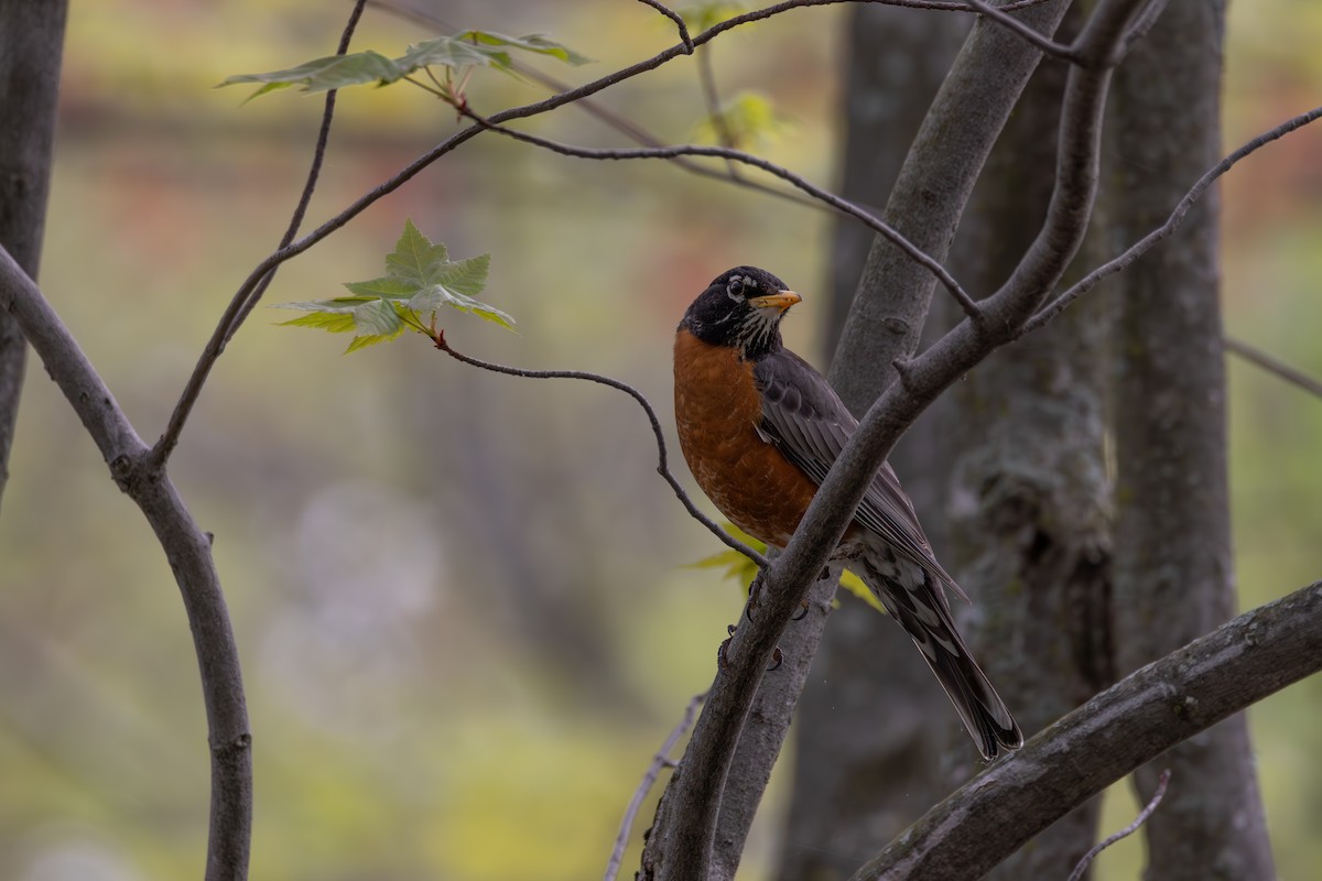 American Robin - ML619181465