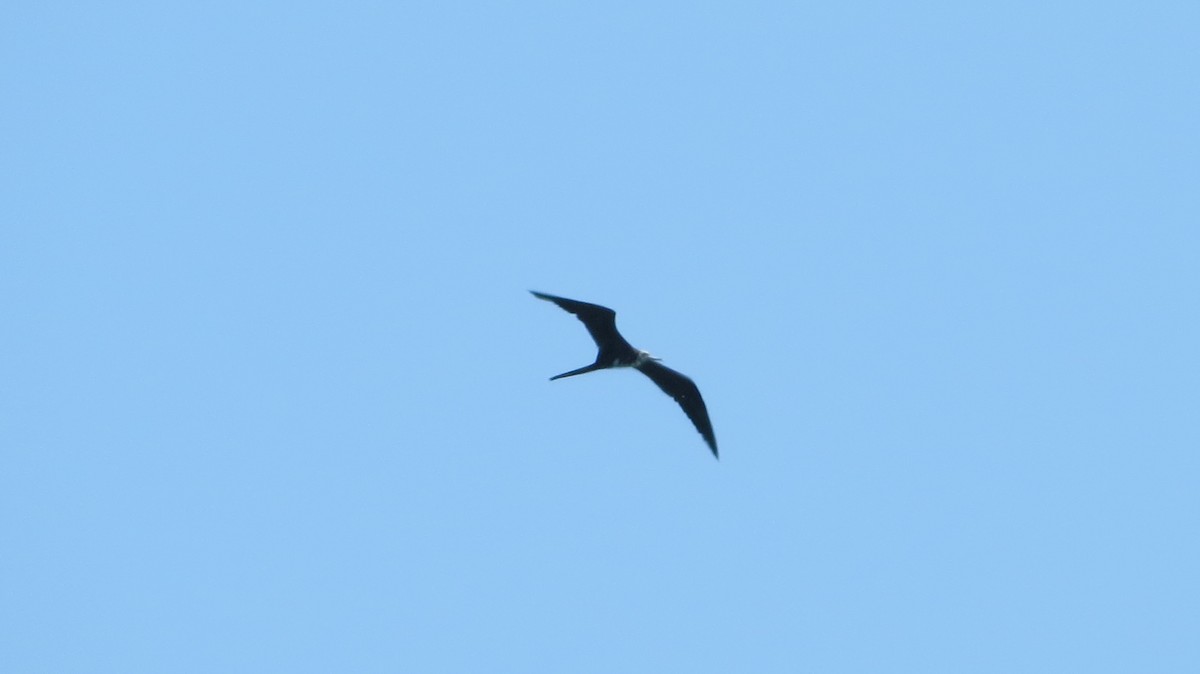 Magnificent Frigatebird - Delvis Toledo