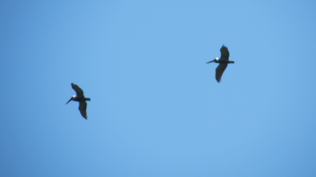 Brown Pelican - ML619181484